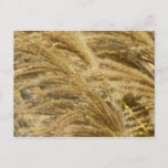 Ornamental Grasses in Fall Postcard