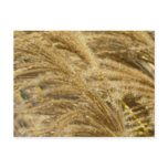 Ornamental Grasses in Fall Postcard