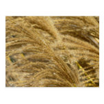 Ornamental Grasses in Fall Postcard