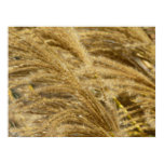 Ornamental Grasses in Fall Poster