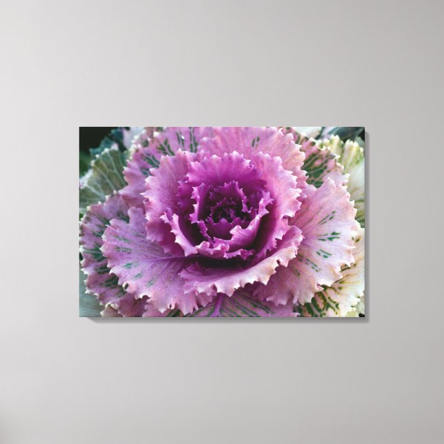 Ornamental Kale Closeup Stretched Canvas Wall Art (Front)