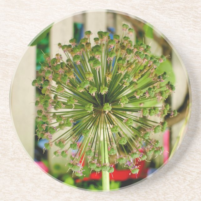 Ornamental Onion  Coaster (Front)