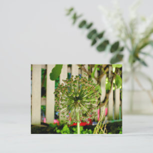 Ornamental Onion  Postcard