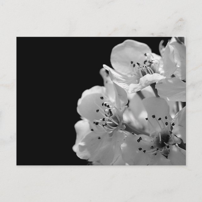 Ornamental Pear ... Postcard (Front)