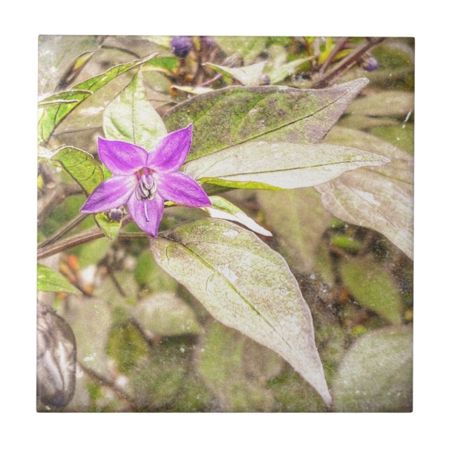 Ornamental Peppers Ceramic Tile (Front)