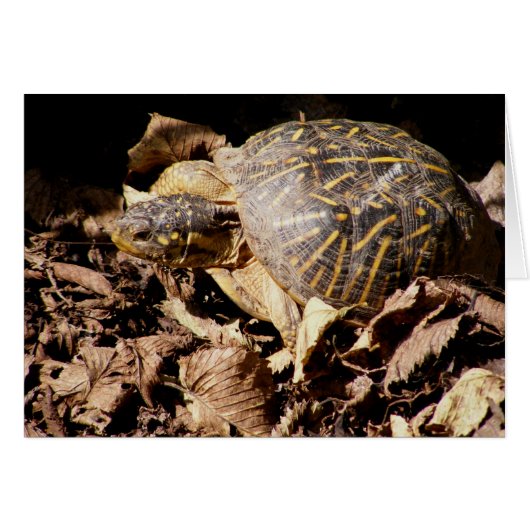 Ornate Box Turtle Cards (Front Horizontal)