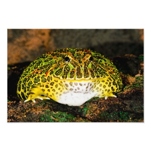 Ornate Horn Frog Ceratophrys ornata Native Photo Print