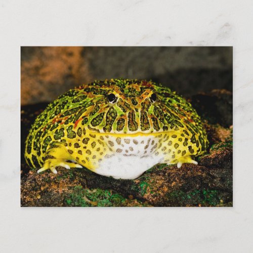 Ornate Horn Frog Ceratophrys ornata Native Postcard