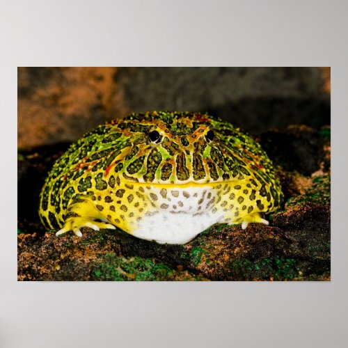 Ornate Horn Frog Ceratophrys ornata Native Poster