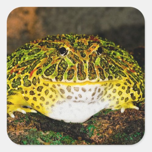Ornate Horn Frog Ceratophrys ornata Native Square Sticker