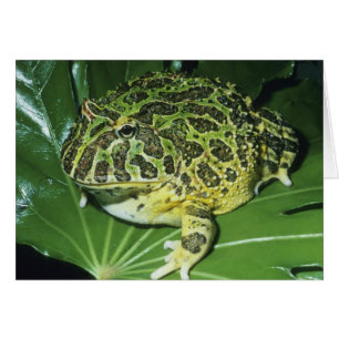 Ornate Horned Frog, (Ceratophrys ornata),