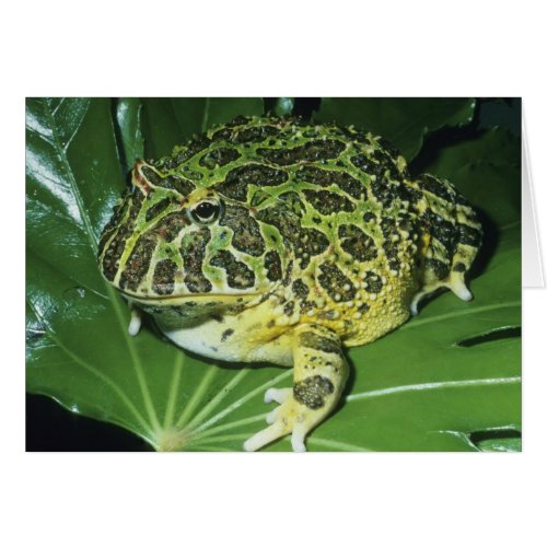 Ornate Horned Frog Ceratophrys ornata