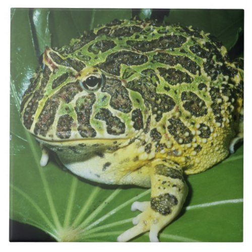 Ornate Horned Frog Ceratophrys ornata Ceramic Tile