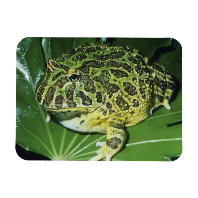 Ornate Horned Frog, (Ceratophrys ornata), Magnet (Horizontal)