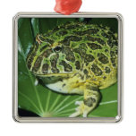 Ornate Horned Frog, (Ceratophrys ornata), Metal Ornament Ornate Horned Frog, (Ceratophrys ornata), Metal Ornament