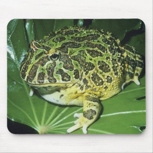 Ornate Horned Frog Ceratophrys ornata Mouse Pad