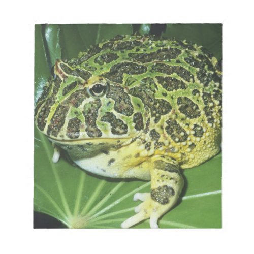 Ornate Horned Frog Ceratophrys ornata Notepad