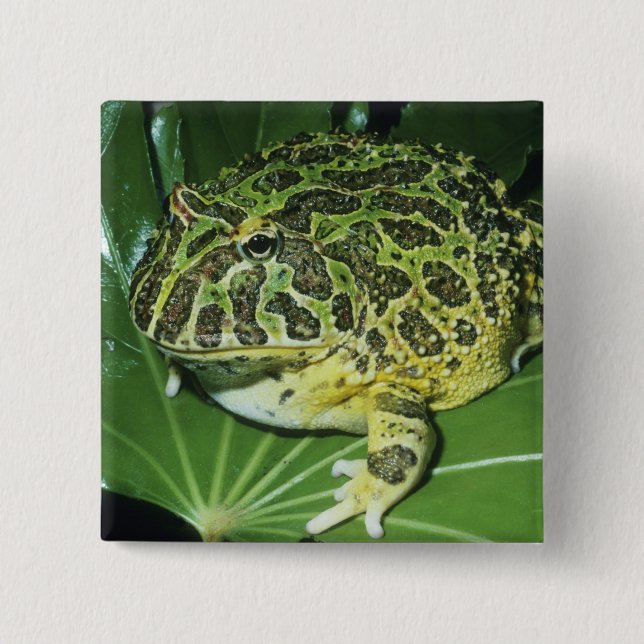 Ornate Horned Frog, (Ceratophrys ornata), Pinback Button (Front)