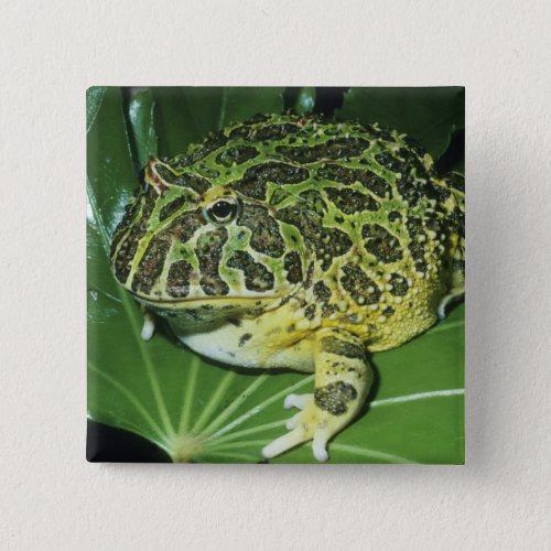 Ornate Horned Frog Ceratophrys ornata Pinback Button