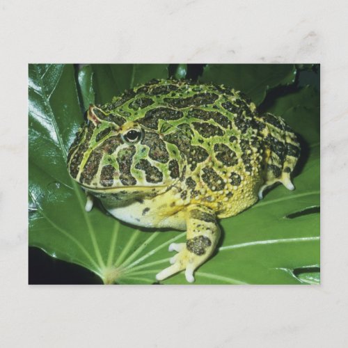 Ornate Horned Frog Ceratophrys ornata Postcard