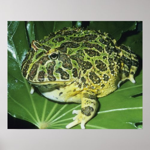 Ornate Horned Frog Ceratophrys ornata Poster