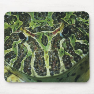 Ornate Horned Frog, (Ceratophrys ornata), South Mouse Pad