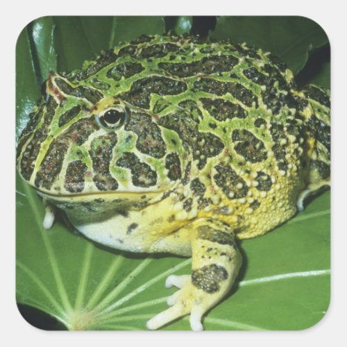 Ornate Horned Frog Ceratophrys ornata Square Sticker