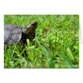 ornate wood turtle looking right (Front Horizontal)
