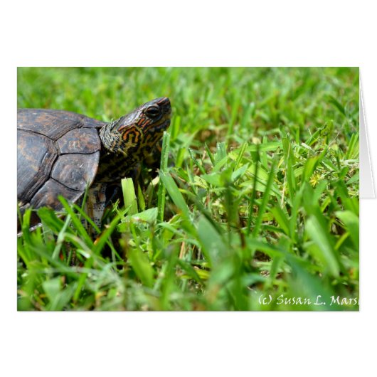 ornate wood turtle looking right cards (Front Horizontal)