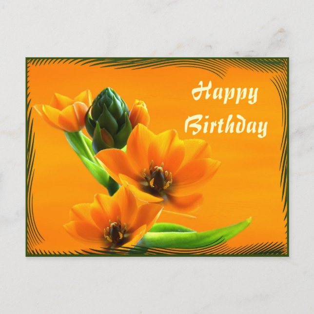 Ornithogalum dubium postcard (Front)