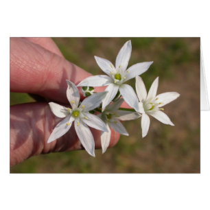 Ornithogalum umbellatum cards