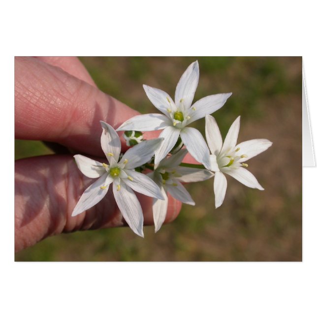 Ornithogalum umbellatum cards (Front Horizontal)