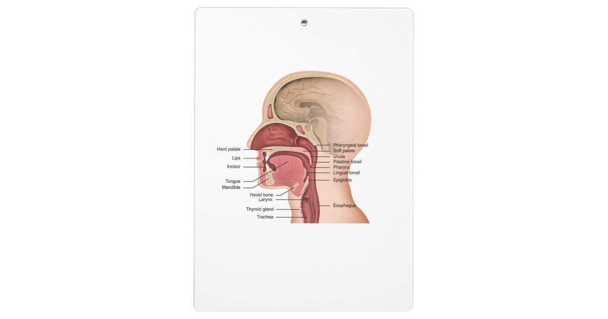 Oropharyngeal Anatomy Clipboard | Zazzle