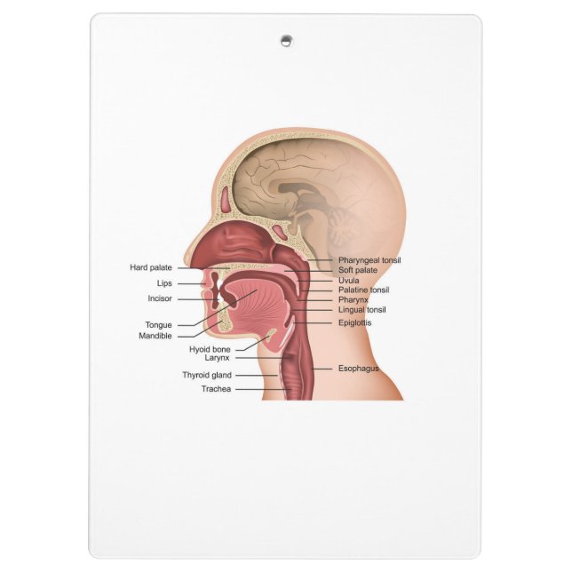Oropharyngeal Anatomy Clipboard (Back)