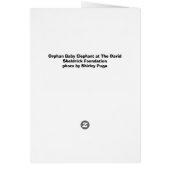 Orphan Baby Elephant (Back)