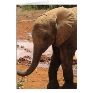Orphan Baby Elephant Cards