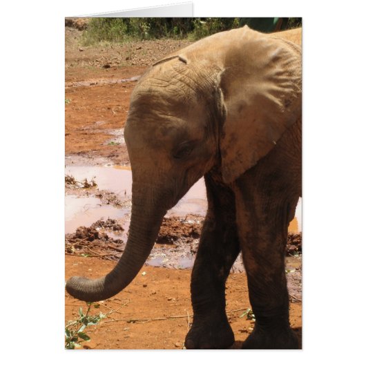 Orphan Baby Elephant Cards (Front)