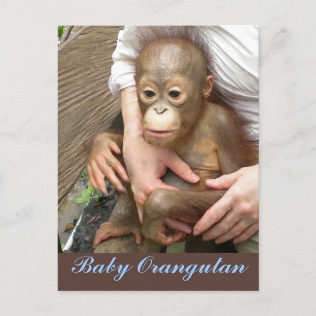 Orphan Baby Orangutan Postcard (Front)