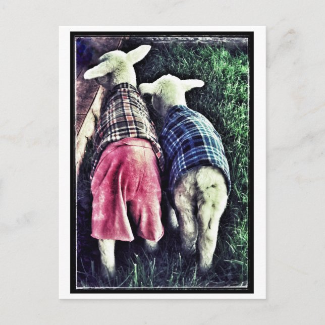 Orphan Lamb Postcard (Front)