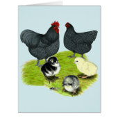 Orpington Blue Chicken Family (Front)