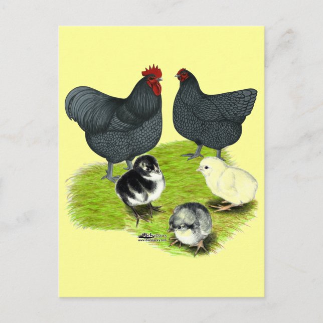 Orpington Blue Chicken Family Postcard (Front)