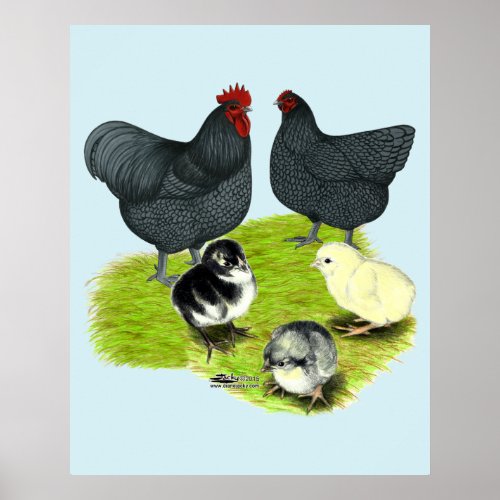Orpington Blue Chicken Family Poster