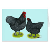 Orpington:  Blue Pair (Front Horizontal)