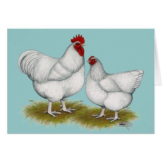 Orpington:  White Pair (Front Horizontal)