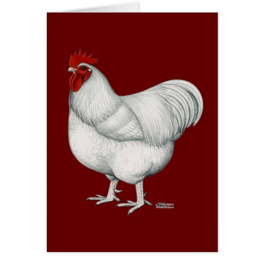 Orpington White Rooster (Front)