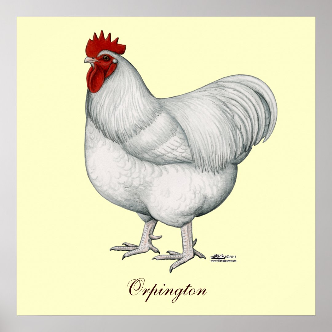 Orpington White Rooster Poster | Zazzle