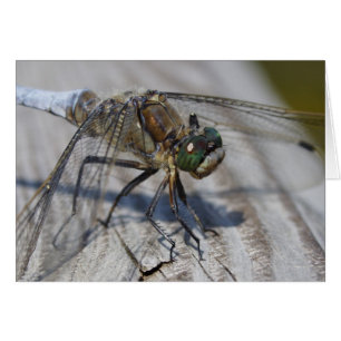 Orthetrum cancellatum cards