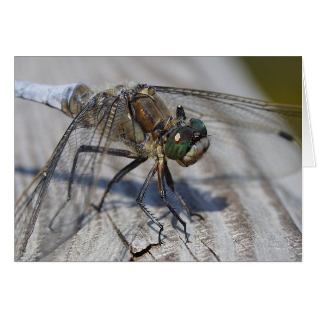 Orthetrum cancellatum cards (Front Horizontal)