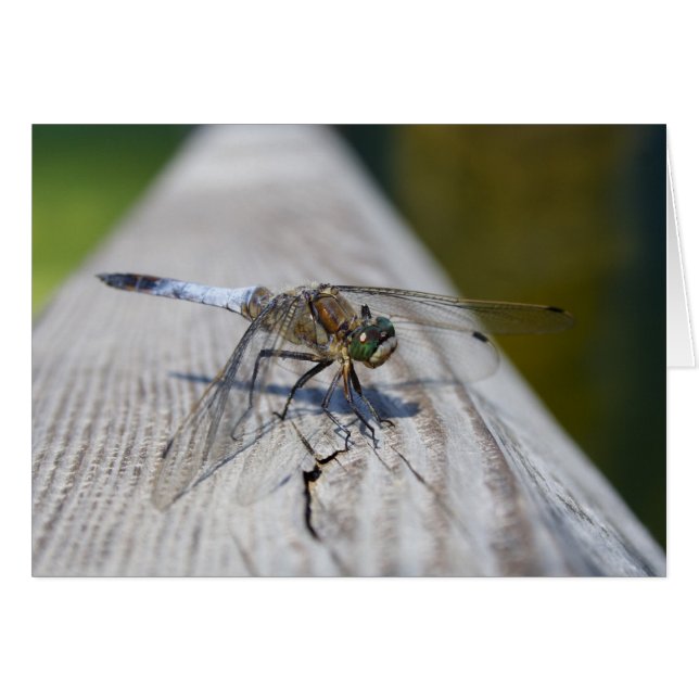 Orthetrum cancellatum cards (Front Horizontal)