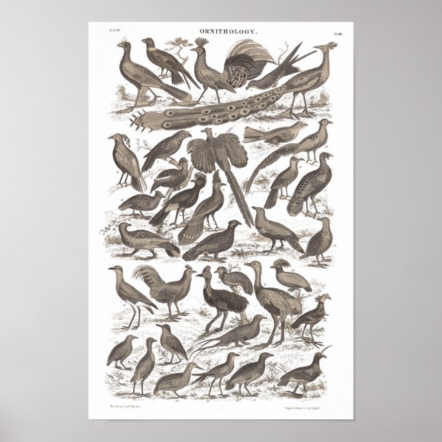 Orthinology species antique print (Front)